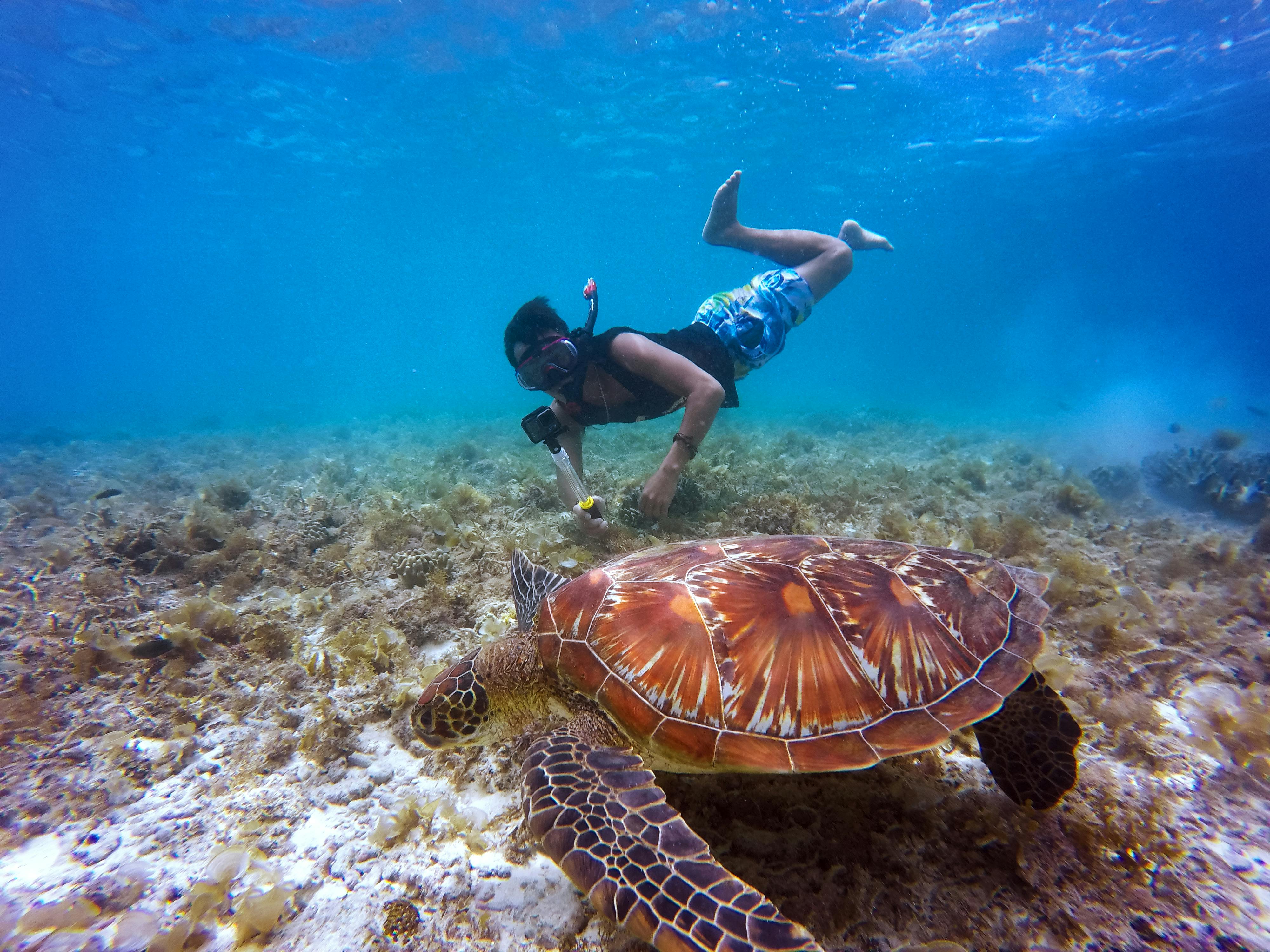 Snorkel with Turtles at Abu Dabbab