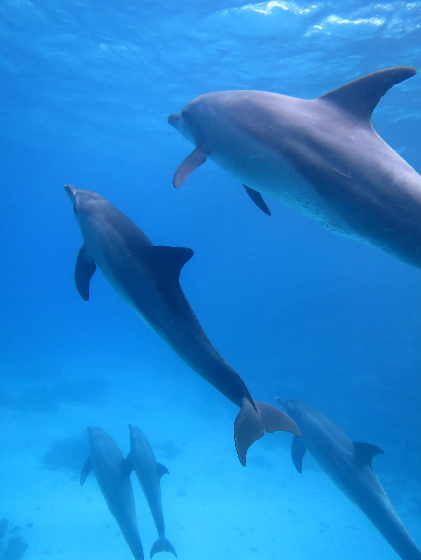 Dolphin House Hurghada