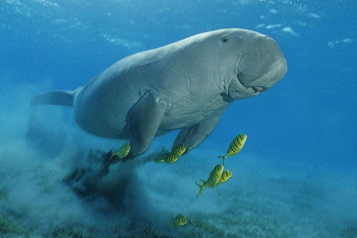 Dugong Seekuh