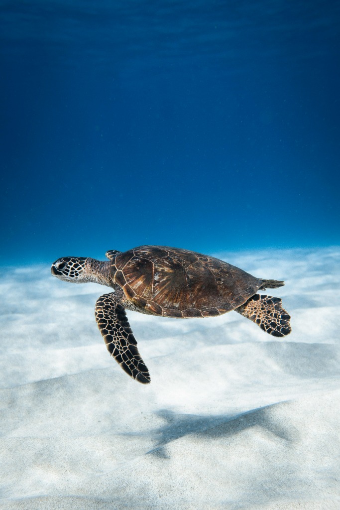 Meeresschildkröte im Roten Meer