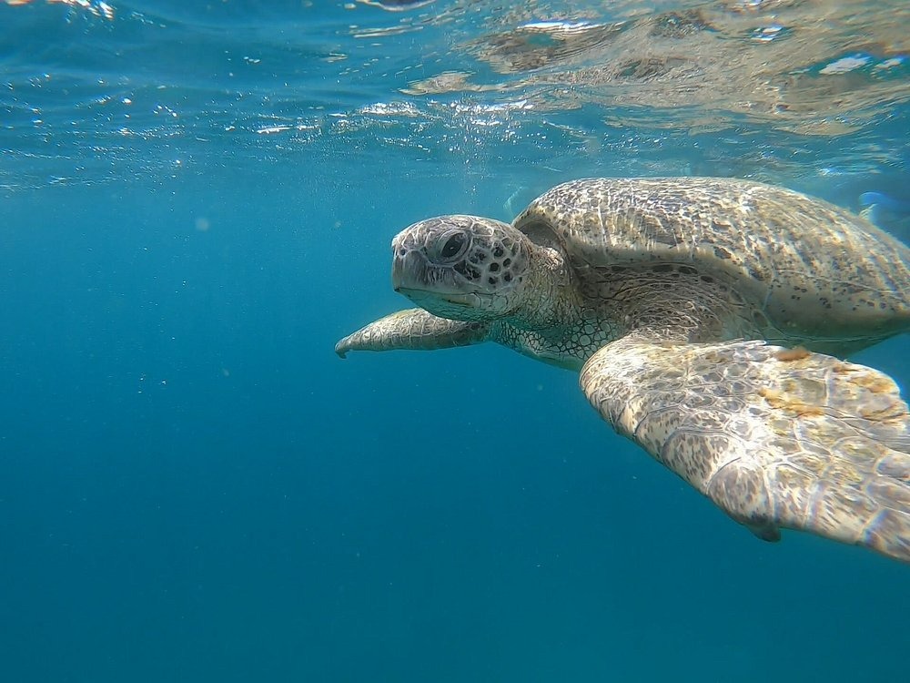 Schildkröte beim Fressen