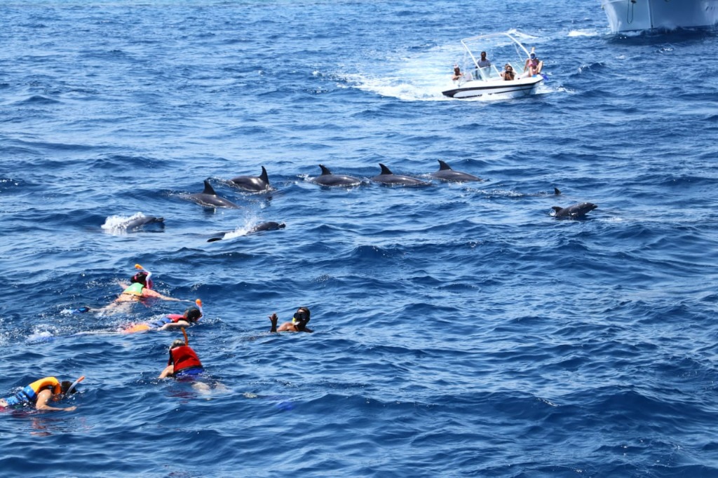 Delfine beobachten