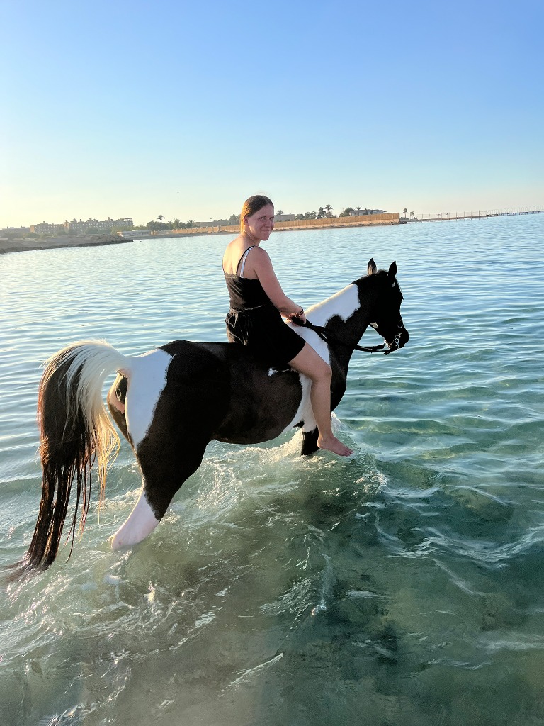 Pferde Rotes Meer Schwimmen