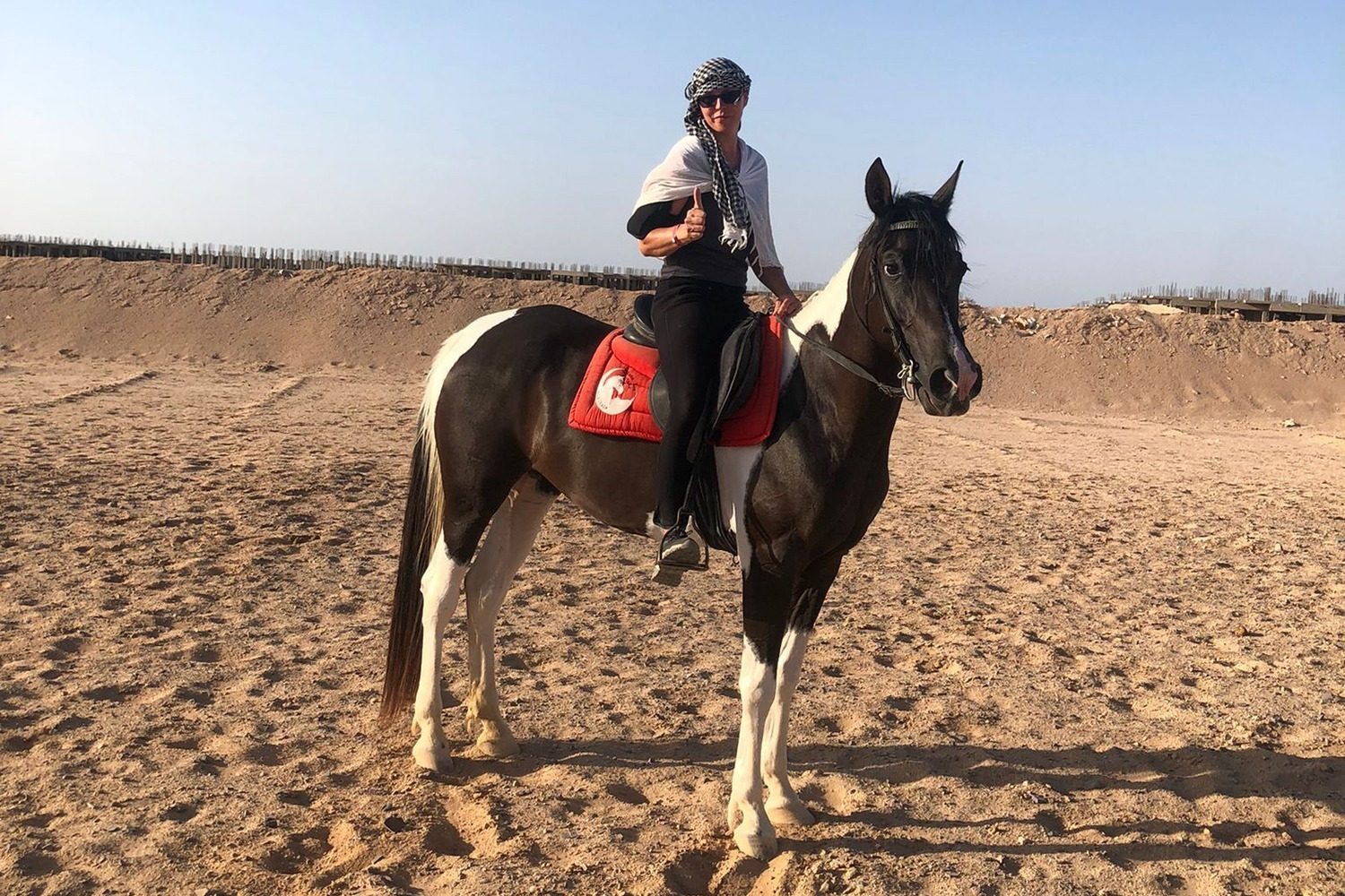 Arabian horse in Hurghada desert