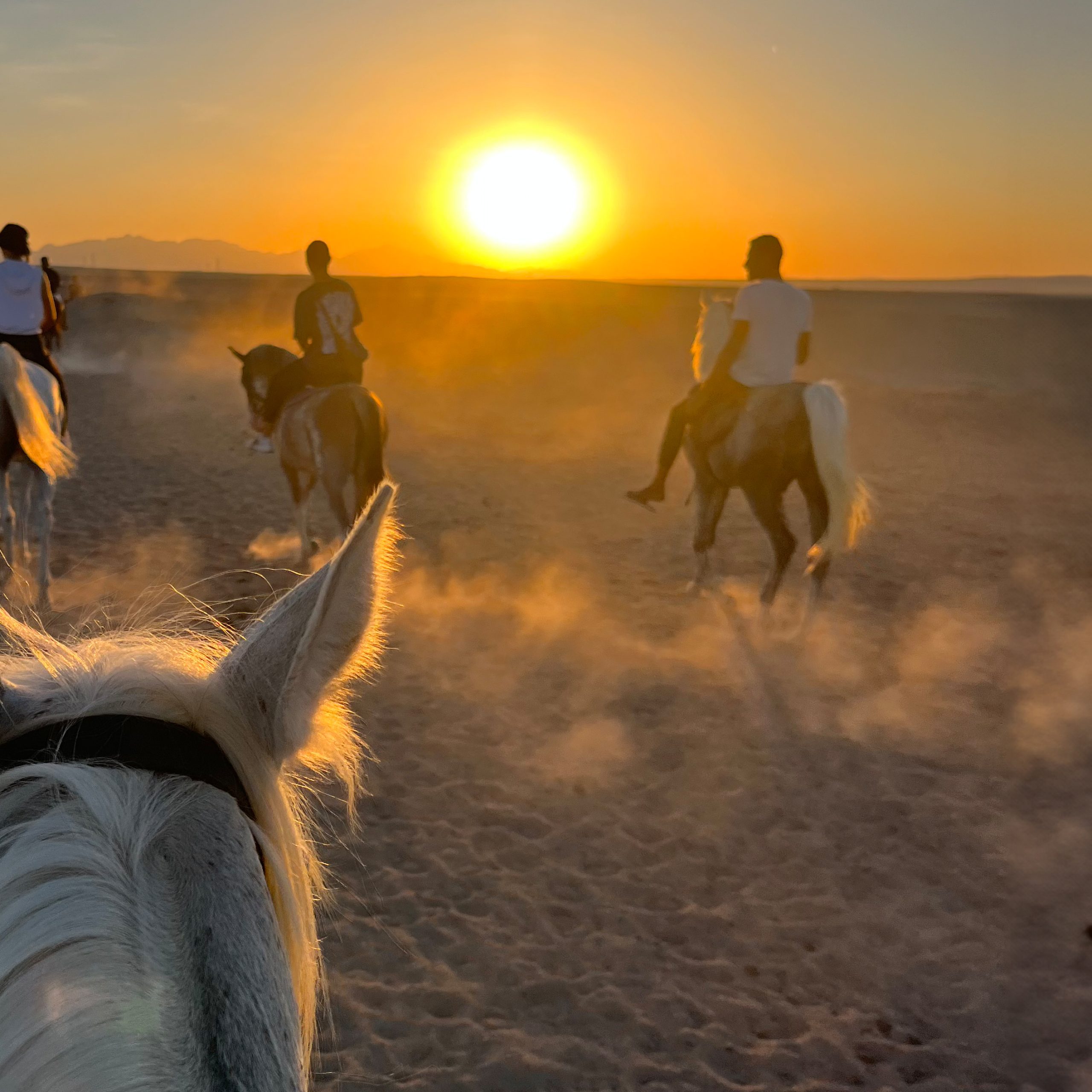 Horse & Camel Riding