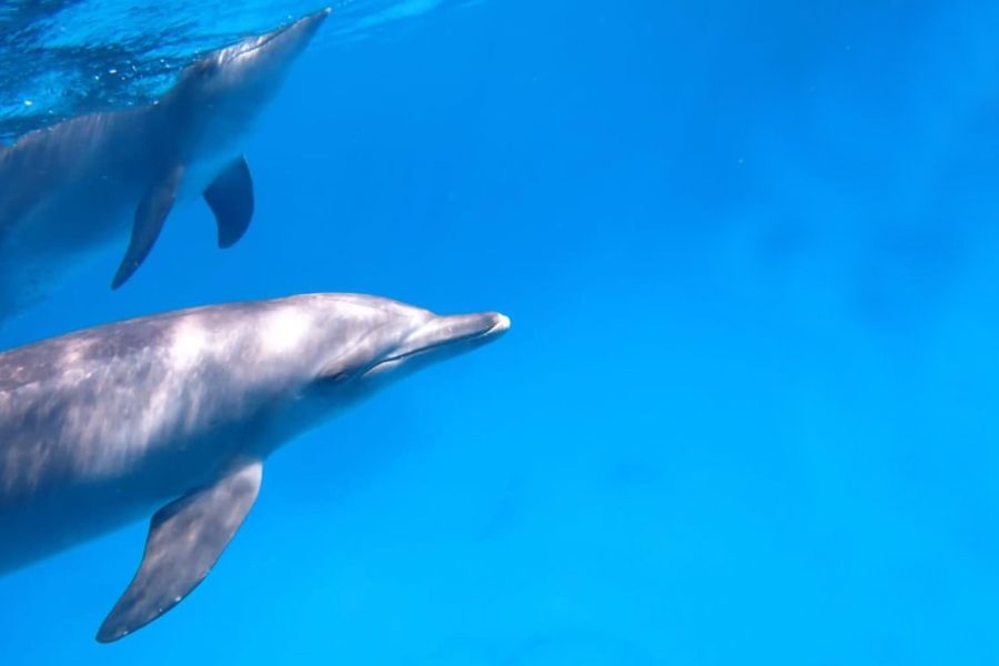 Dolphin House: Snorkel and Swim with Dolphins