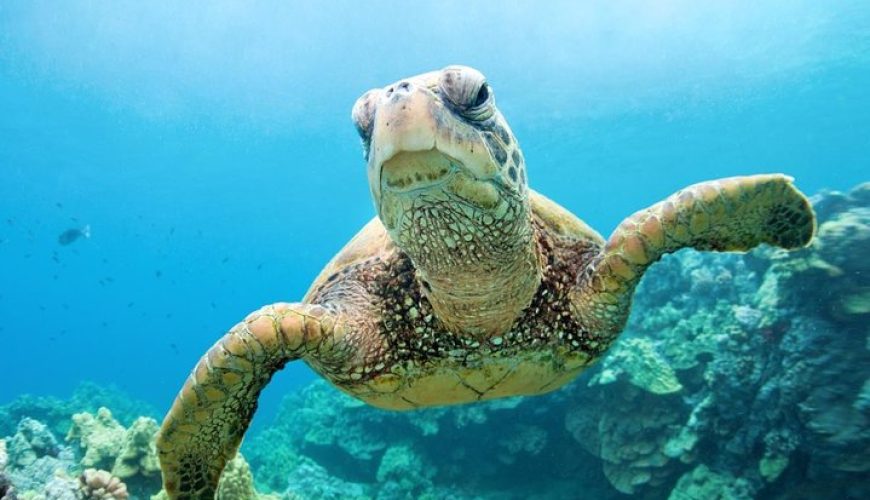 Snorkeling Adventure with Sea Turtles in Abu Dabbab