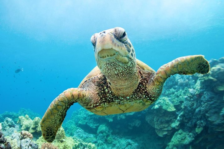 Snorkeling Adventure with Sea Turtles in Abu Dabbab