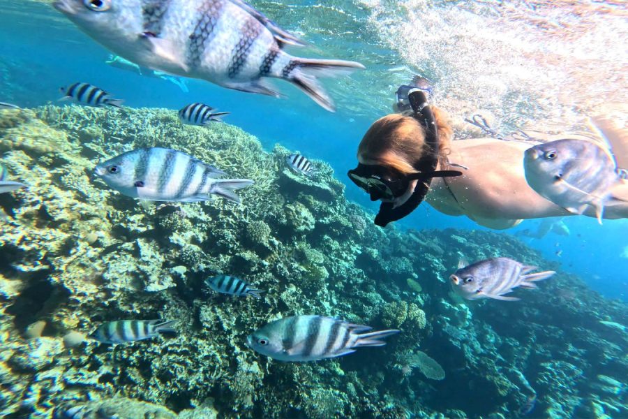 Snorkeling Boat Trip with Hula Hula Island