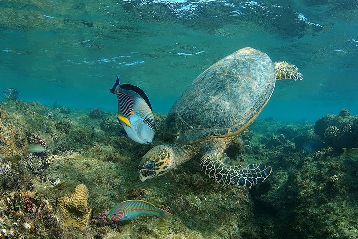 Snorkeler watching a sea turtle in Abu Dabbab Bay